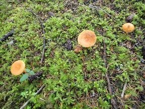 Fantasia mushrooms